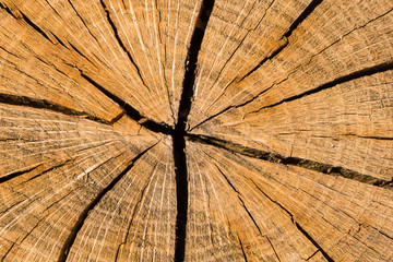 Death of an old tree. The texture of the tree in the stump. Cut Log Ends dry cracked wood.