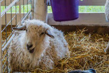 Beautiful white fur sheep, Ovis aries, in a pen at the county fair