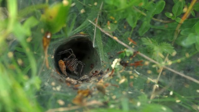Spider kill victim into nest - (4K)