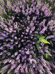 purple lavender in nature