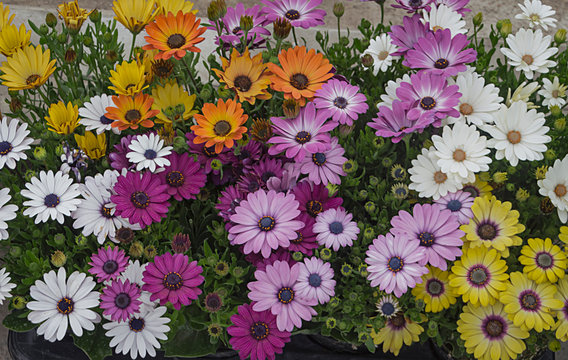 Multicolores flores de Osteospermum o Margaritas africanas