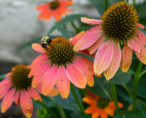 Busy Bee working on a Coneflower