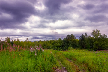 Summer meadow landscape with green grass and wild flowers on the background of a forest.