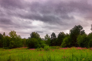Summer meadow landscape with green grass and wild flowers on the background of a forest.