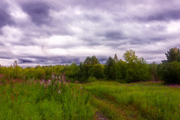 Summer meadow landscape with green grass and wild flowers on the background of a forest.