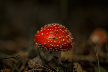 Wild fungi with a mushroom found in a Suffolk dark and damp woodland in Autumn