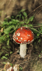 Wild fungi with a mushroom found in a Suffolk dark and damp woodland in Autumn