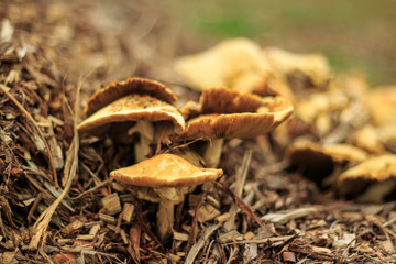Wild fungi with a mushroom found in a Suffolk dark and damp woodland in Autumn