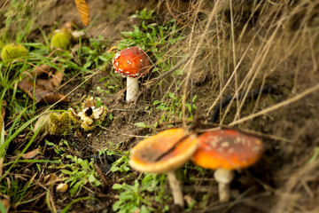 Wild fungi with a mushroom found in a Suffolk dark and damp woodland in Autumn