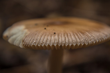 Wild fungi with a mushroom found in a Suffolk dark and damp woodland in Autumn