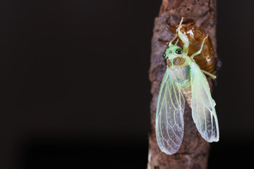 ヒグラシの羽化