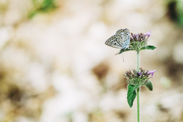 Papillon dans un champ posé sur une fleur
