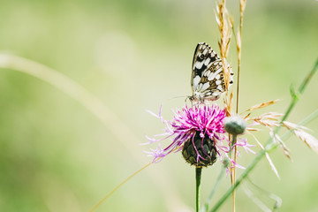 Papillon dans un champ posé sur une fleur