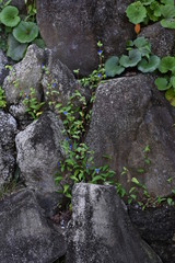 Asiatic dayflower / Asiatic dayflower is a day flower that blooms at dawn and squeezes in the evening , and blue flowers bloom in summer.