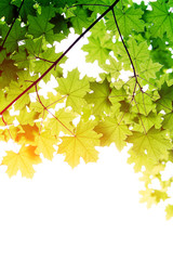 branch of the Maple tree isolated on white