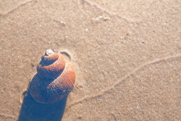 sea shell on the beach