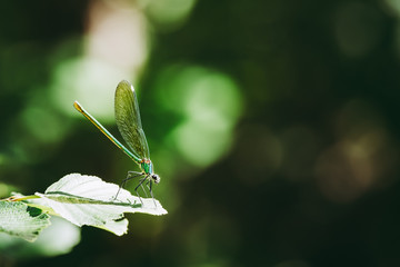 Libellule bleu irisée posée sur une branche
