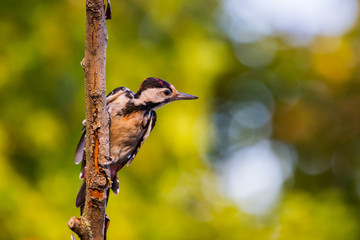 Syrian woodpecker or Dendrocopos syriacus close