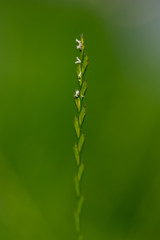 Close-up of a flowering grass