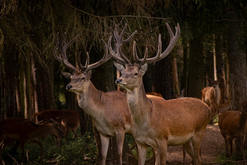 Samce jelenia w lesie