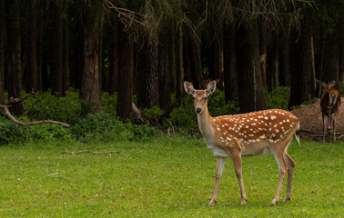 Naklejka na ściany i meble Female of spotted deer in the forest