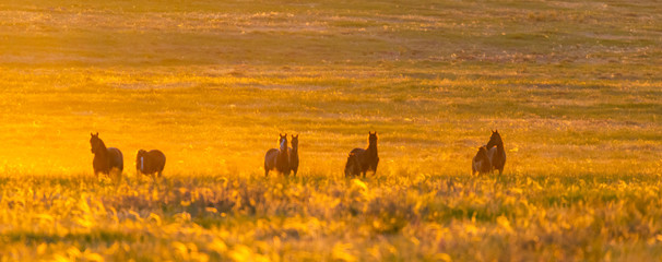 Wild horse in wildlife on golden sunset