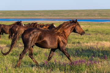 Fototapeta premium Wild horses graze in the meadow at sunset