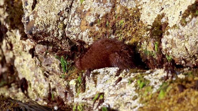American mink, Neovison vison, cleaning/scratching its self on coastal rocks during a sunny summers days. Scotland, July.