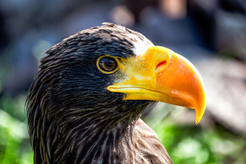 A big eagle with yellow beak on the background of green grass.