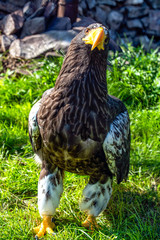 A big eagle with yellow beak on the background of green grass.