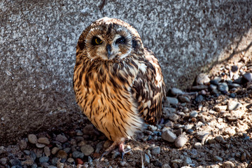 Big owl sitting on the ground.