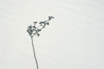 Top view of pastel dry dried bamboo and flower branch shadow on whitebackground. Flat lay. Minimal summer or autumn concept with tree leaf. Creative copyspace.
