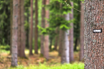 tree bark with marker and forest blur background