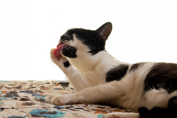 Cat taking a tongue bath