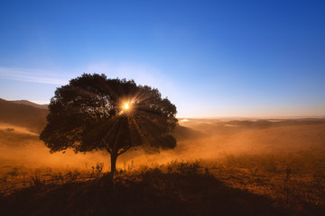 Tree in the Sunrise
