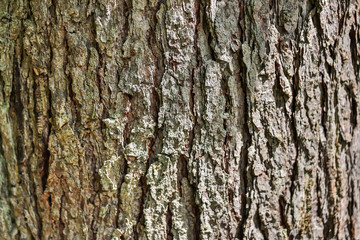 tree bark hdr texture