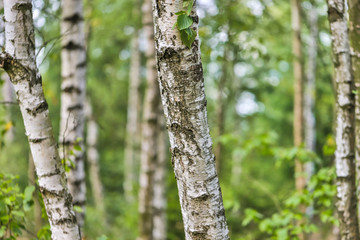 pastel birches forest summer background