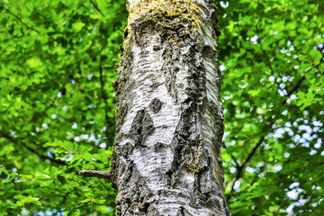  birch tree summer background
