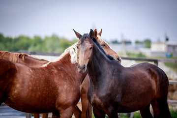 Obraz premium Horses scratch each other's teeth