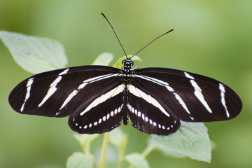 Butterfly 2019-79 / Zebra Longwing (Heliconius charithonia)