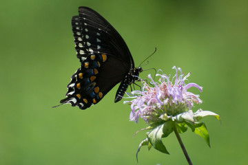 Butterfly 2019-83 / Black Swallowtail (Papilio polyxenes)
