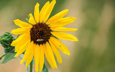 Bug on Sunflower in Portland, Colorado