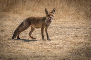 fox Vulpes vulpes fox spain