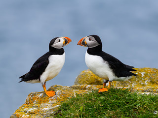 Two Atlantic Puffins Standing on Cliffs Rock, Closeup Portrait