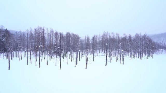 Bare trees in a snowy valley in Hokkaido. Static camera.