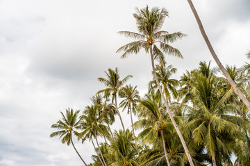 Fototapeta premium Palms on sandy beach, ocean and cloudy sky