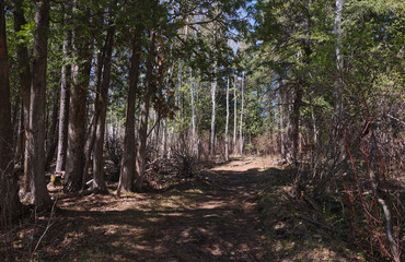 View on a forest with a footpath in a sunny day with sharp shadows of trees