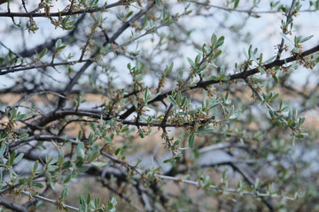 Small green leaves and yellow flowers on branches of a tree with bright background
