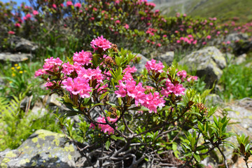 Fototapeta na wymiar Bewimperte Alpenrose in Silvretta-Vorarlberg