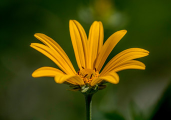 yellow flower on green background